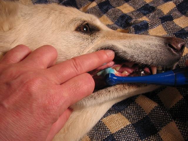 Com qual periodicidade devo escovar os dentes do meu cachorro?