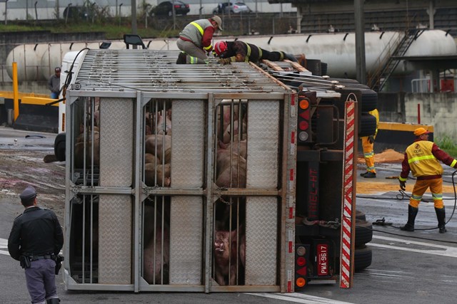 Carreta com porcos tomba no Rodoanel. Ativistas se mobilizam e resgatam mais de 100 animais do abate