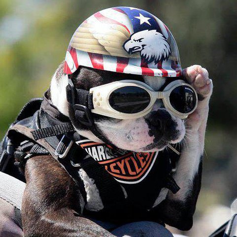 Chopper, o boston terrier motoqueiro que alegra pacientes de hospitais