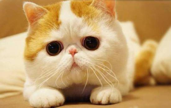Gato mais desastrado do mundo ganha a internet; assista ao vídeo