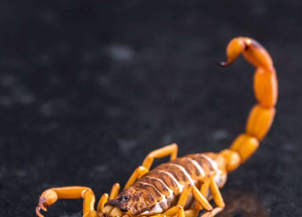 Tityus serrulatus, o "escorpião amarelo"