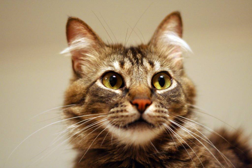 Projeto de lei que manda para a cadeia os agressores de cães e gatos é aprovado na Câmara. Falta, agora, o Senado