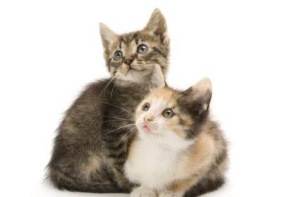Gatos 95938109.jpeg