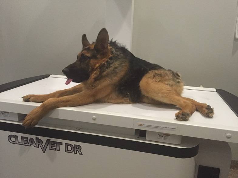 Cachorro com síndrome rara, batizado de Quasímodo, derrete corações na internet