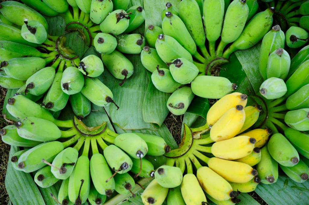 Saiba como fazer a biomassa de banana verde e entenda seus benefícios