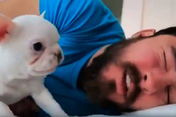 Este filhotinho de buldogue francês é o despertador perfeito para manhãs difíceis