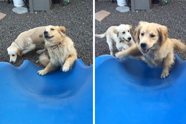 Cachorros atrapalhados tentam alcançar dono no topo de escorregador em vídeo divertido