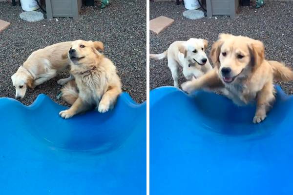 Cachorros atrapalhados tentam alcançar dono no topo de escorregador em vídeo divertido