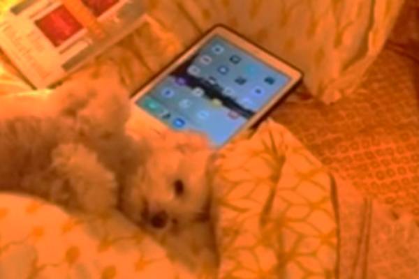 Este simpático cachorrinho “bate palmas” para conseguir carinho na barriga