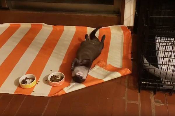 Você vai se identificar com essa lontra que não levanta da cama nem para comer