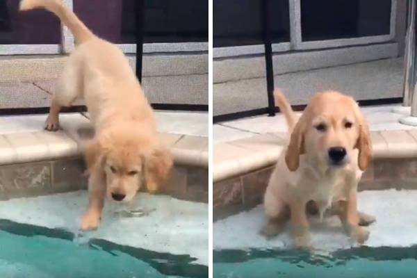 Filhote atrapalhado se desequilibra e acaba caindo na piscina em vídeo que faz sucesso na internet