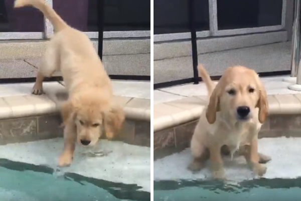 Filhote atrapalhado se desequilibra e acaba caindo na piscina em vídeo que faz sucesso na internet