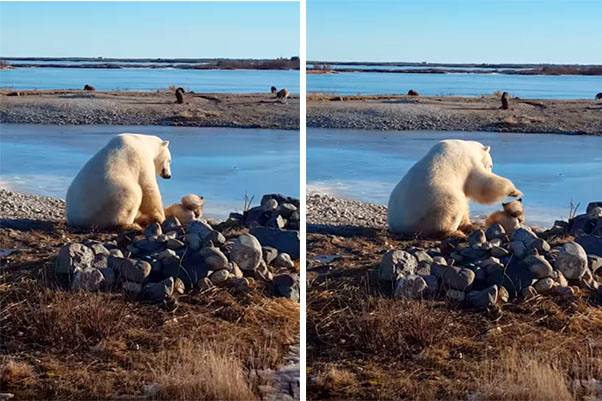 Vídeo registra o inusitado (e fofíssimo) encontro entre um urso polar e cachorro que puxa trenós