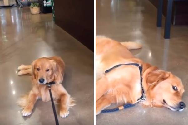 Em vídeo, mascote faz “birra” e dificulta o trabalho da dona, que só quer sair de uma pet shop