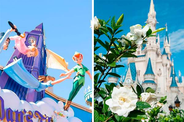 Acha que sabe tudo sobre a Disney? Empresa abre processo para fãs virarem “tira-dúvidas” dos parques
