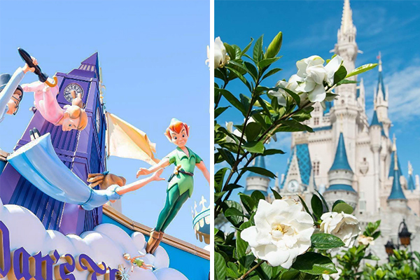 Acha que sabe tudo sobre a Disney? Empresa abre processo para fãs virarem “tira-dúvidas” dos parques