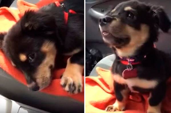 Em vídeo, simpático cachorrinho “faz escândalo” para conseguir seu lugar no colo do motorista