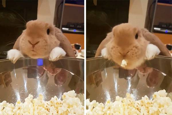Coelho experimenta pipoca em vídeo que está fazendo sucesso na internet