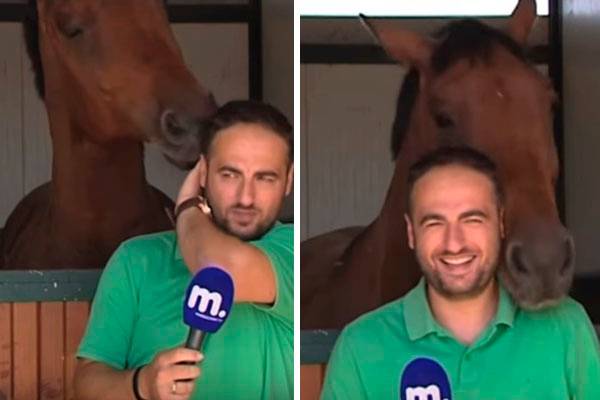Em vídeo divertido, cavalo brincalhão interrompe repórter e faz sucesso na internet