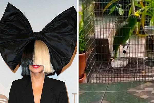 Papagaio surpreende ao cantar “Chandelier”, da Sia, melhor que muito artista profissional