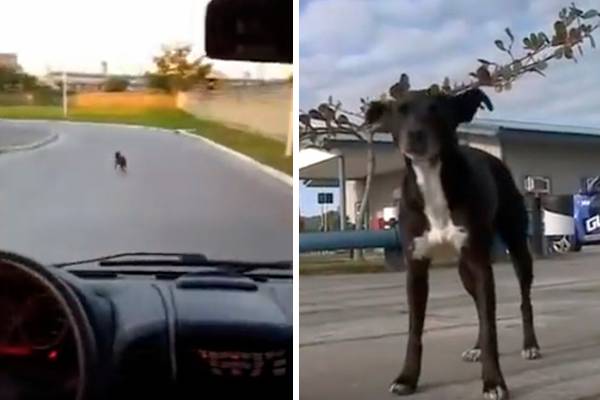 Há 8 meses “morando” na porta de hospital brasileiro, cachorro espera pelo dono que morreu
