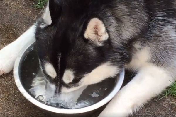 O vídeo de um cachorro “soltando bolhinhas” numa tigela já foi visto mais de 6 milhões de vezes
