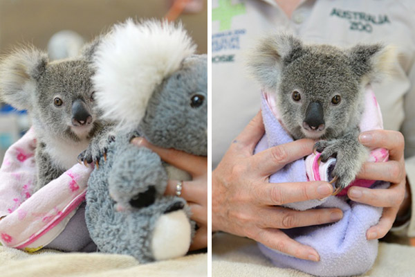 Coala de 9 meses perde a mãe em acidente de carro e encontra novo melhor amigo em bicho de pelúcia