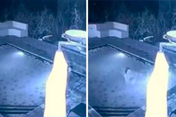 Vídeo registra momento em que hóspedes são surpreendidos por um “banhista” inusitado na piscina do hotel
