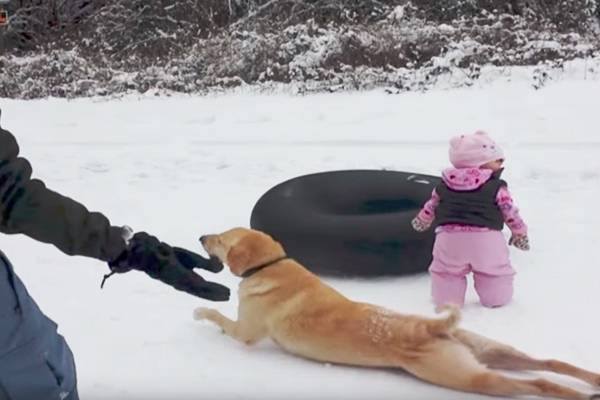Cachorro prestativo ensina garotinha a brincar na neve em vídeo divertido