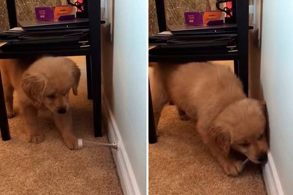 Filhotinho desconfiado enfrenta breque de porta em vídeo adorável que fez sucesso na web