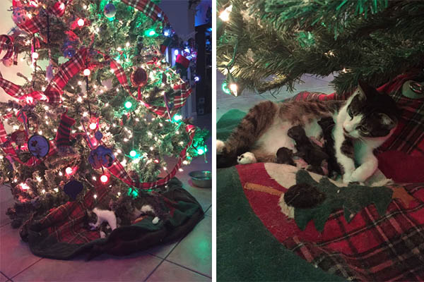 Adolescente descobre que gata resgatada deu à luz filhotes embaixo da árvore de Natal
