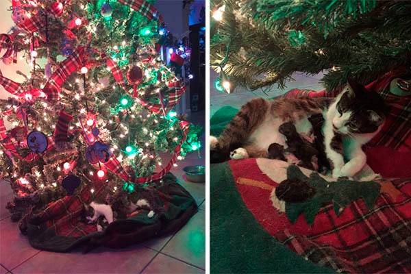 Adolescente descobre que gata resgatada deu à luz filhotes embaixo da árvore de Natal