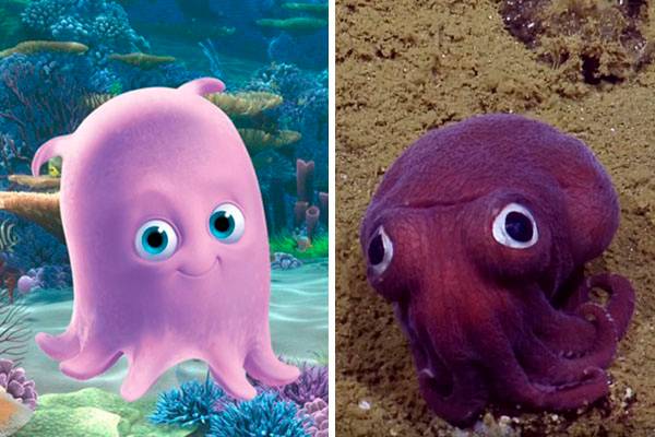 Em vídeo, cientistas encontram polvo digno da animação “Procurando Nemo” na Califórnia