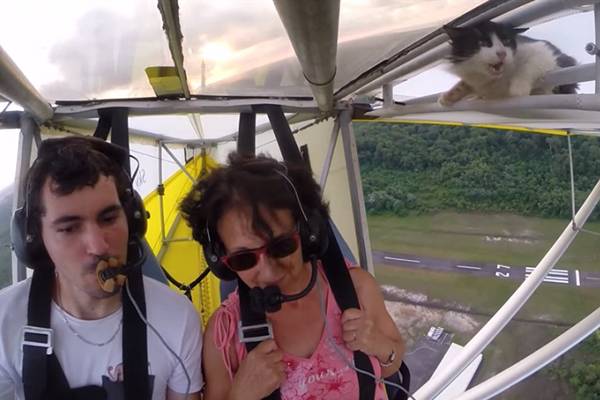 Gato intruso pega piloto de planador de surpresa em vídeo que fez sucesso na web