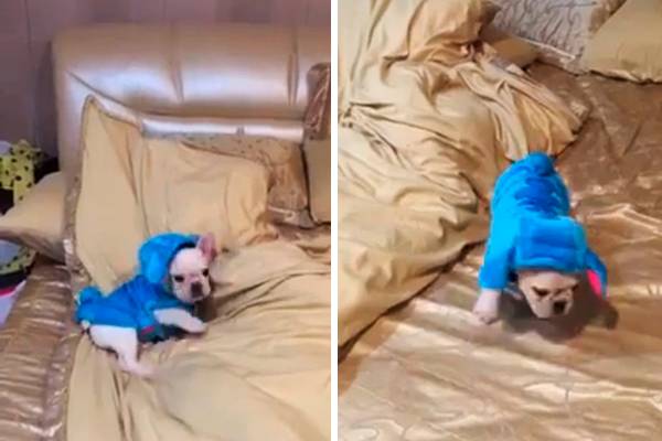 Você precisa assistir o vídeo de um filhote de buldogue francês fantasiado como o alien Stitch