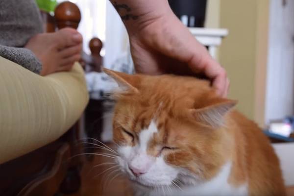 Você vai se apaixonar pelo ronronado adorável e único deste gatinho