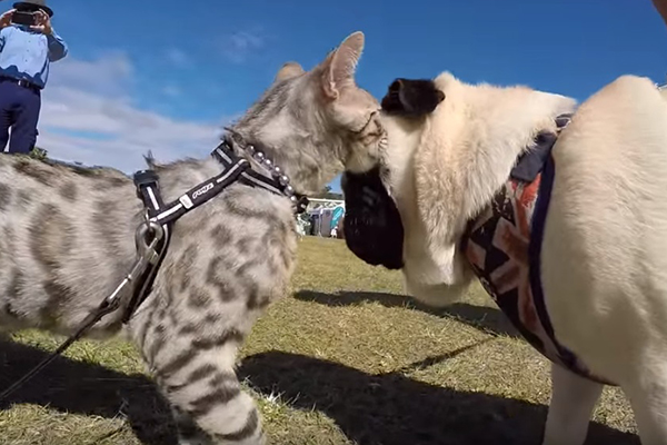 Gatinho simpático faz amizade com 50 cachorros em vídeo que já foi visto mais de 2,2 milhões de vezes
