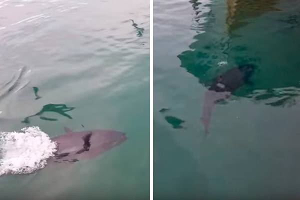 Atum gigantesco tenta comer gaivota, se arrepende, e decide libertar o pássaro em vídeo surpreendente