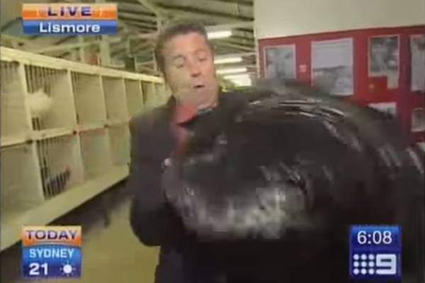 O grito deste repórter sendo atacado por uma galinha é o surto mais engraçado que você verá hoje