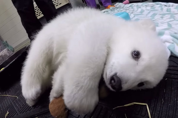 Conheça Nora, a filhote de urso-polar de três meses mais fofa do mundo