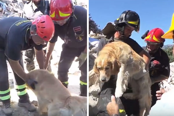 Após passar nove dias preso em escombros, cachorro é resgatado por bombeiros na Itália