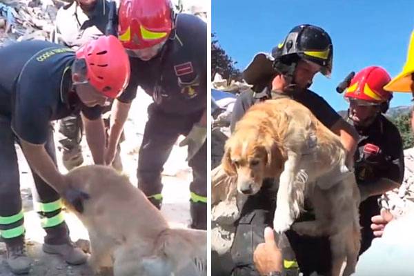 Após passar nove dias preso em escombros, cachorro é resgatado por bombeiros na Itália