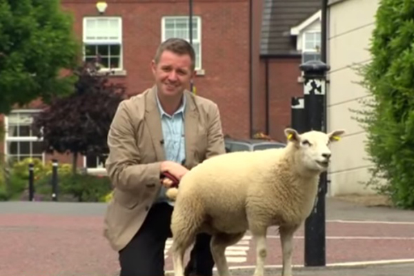 Ovelha fica tão empolgada ao aparecer na televisão que urina em repórter