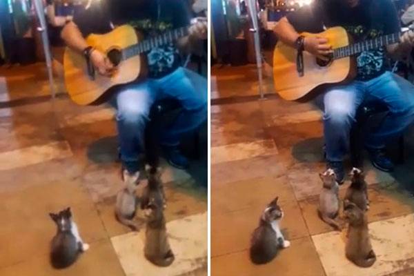 Gatinhos parecem hipnotizados pela composições de músico de rua em vídeo fofo