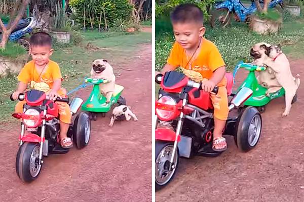 Filhote de pug tenta andar de bicicleta de todas as maneiras em vídeo adorável