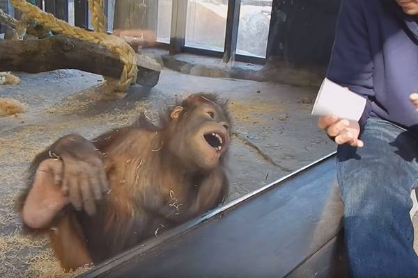 Macaco tem reação inesperada ao ver humano fazendo um simples truque de mágica
