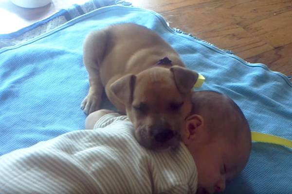 Cachorrinho e bebê tiram soneca juntos em vídeo que já foi visto mais de 23 milhões de vezes