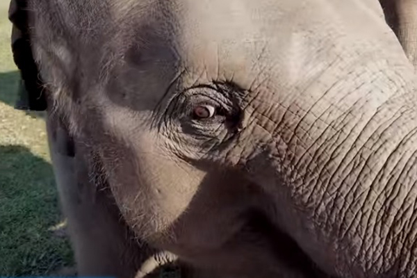 Vídeo fofo registra filhote de elefante agindo como um cachorrinho para ganhar afagos