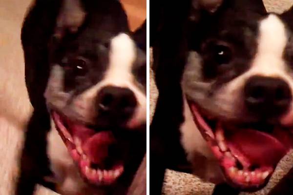 Vídeo de cachorrinho dançando loucamente vai te motivar a ir para a pista de dança