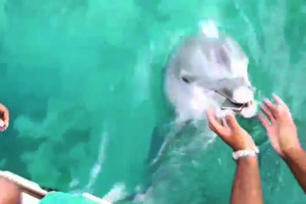 Golfinho devolve celular que garota deixou cair no mar em vídeo incrível